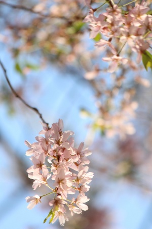 5349-青空バック一重紅枝垂れ桜　アップ.jpg